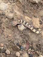 Image of Desert Banded Gecko