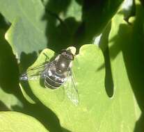 Image de Eristalis dimidiata Wiedemann 1830