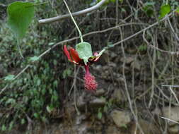 Image of Abutilon pedunculare Kunth