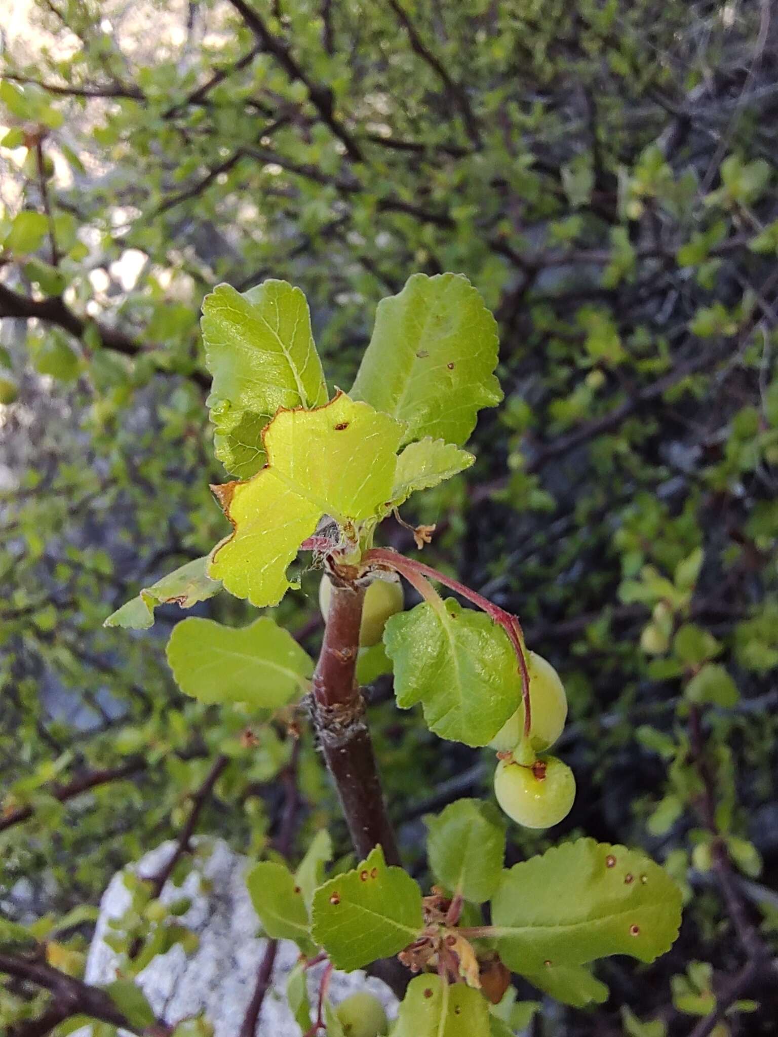 Image de Bursera rupicola León de la Luz