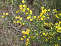 Image of Acacia tristis