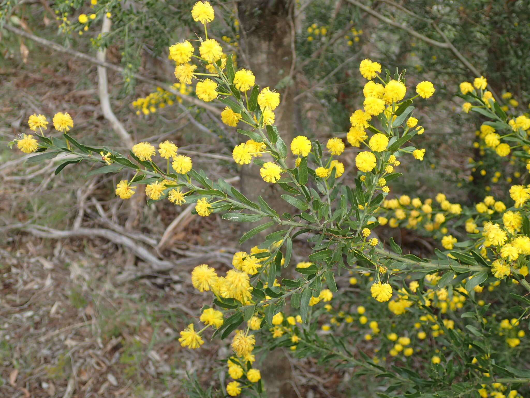 Image of Acacia tristis