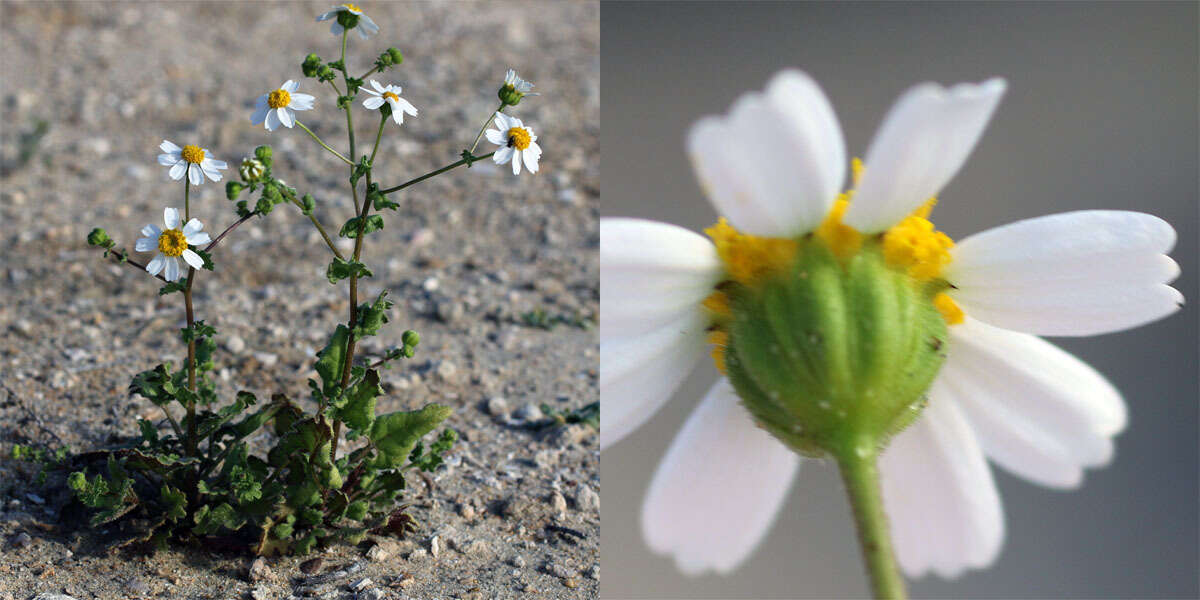 Image of Amauria brandegeeana (Rose) Rydb.