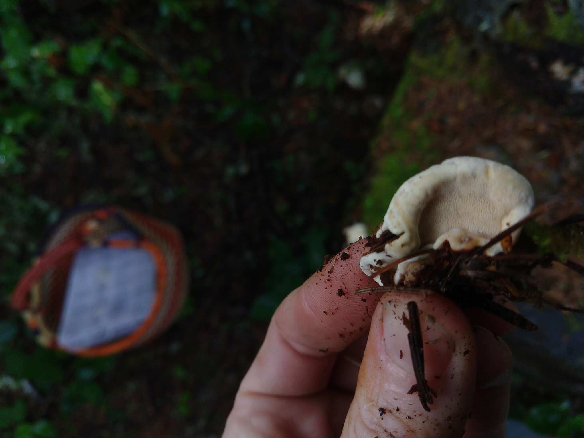 Image of Heterobasidion occidentale Otrosina & Garbel. 2010