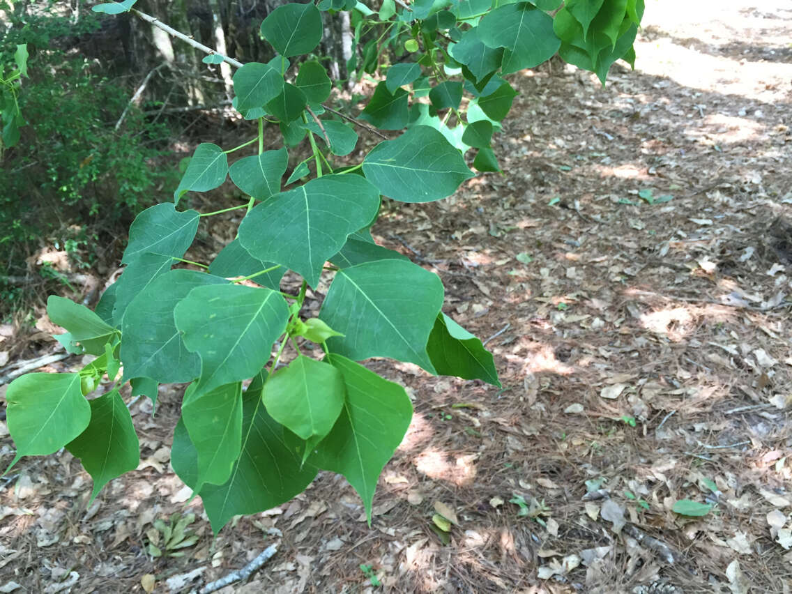 Image of Chinese tallow