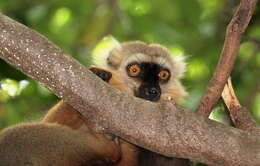 Image of Sanford's Brown Lemur