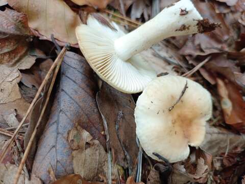 Image of Russula fellea (Fr.) Fr. 1838