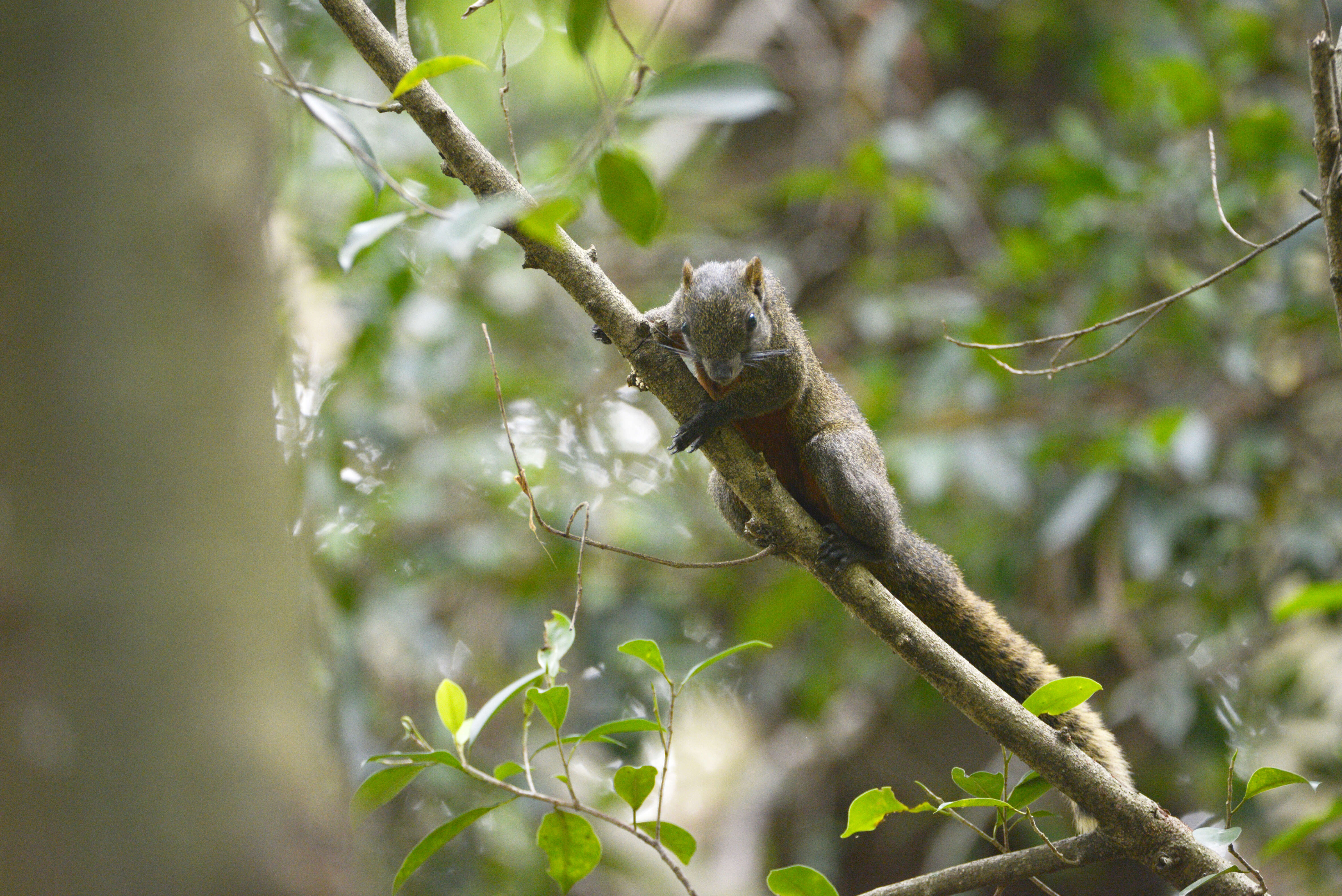 Image of Pallas's Squirrel