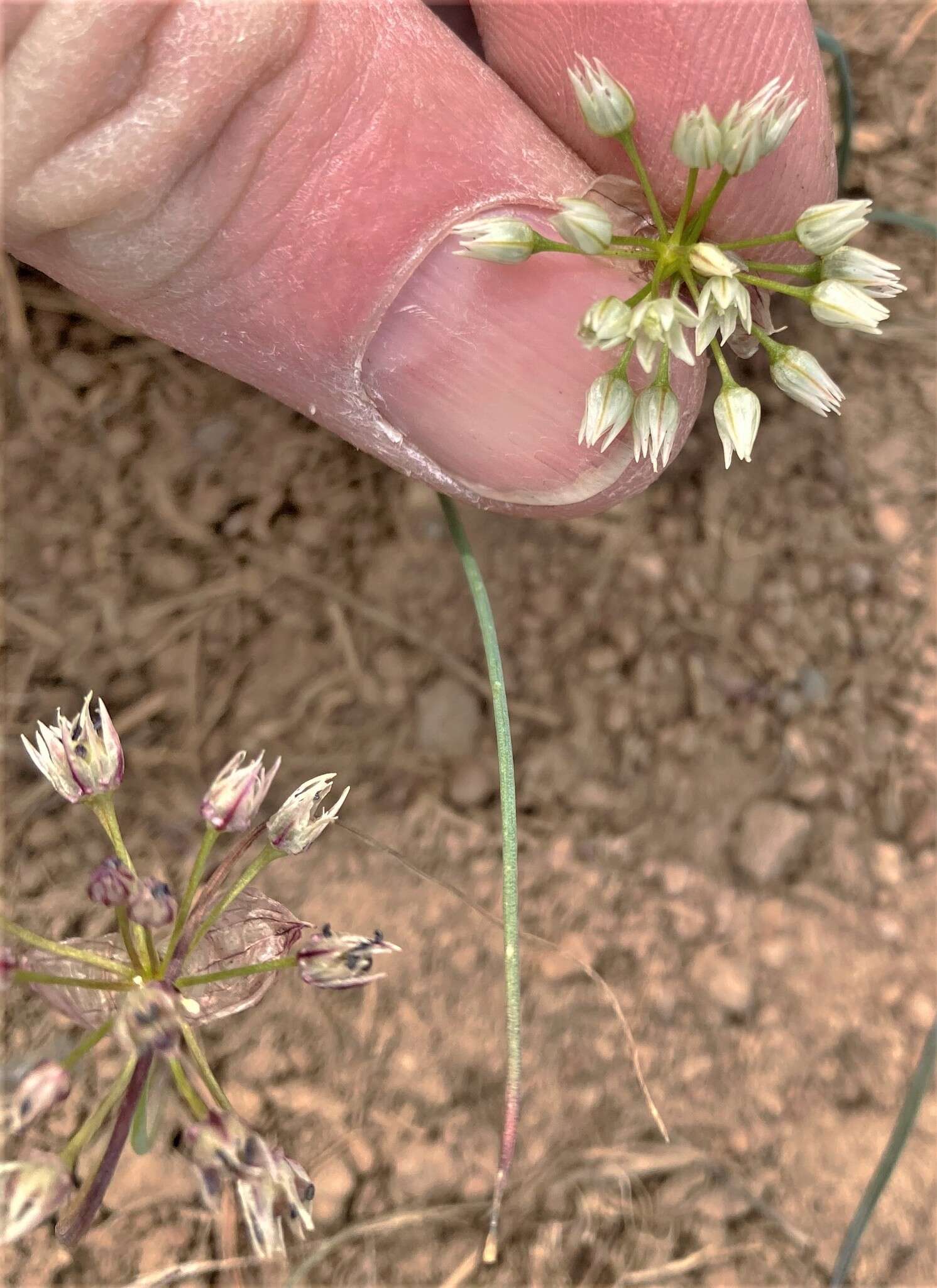 Image of rock onion