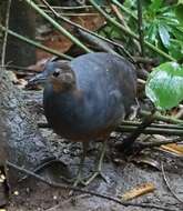 Image of Yellow-legged Tinamou