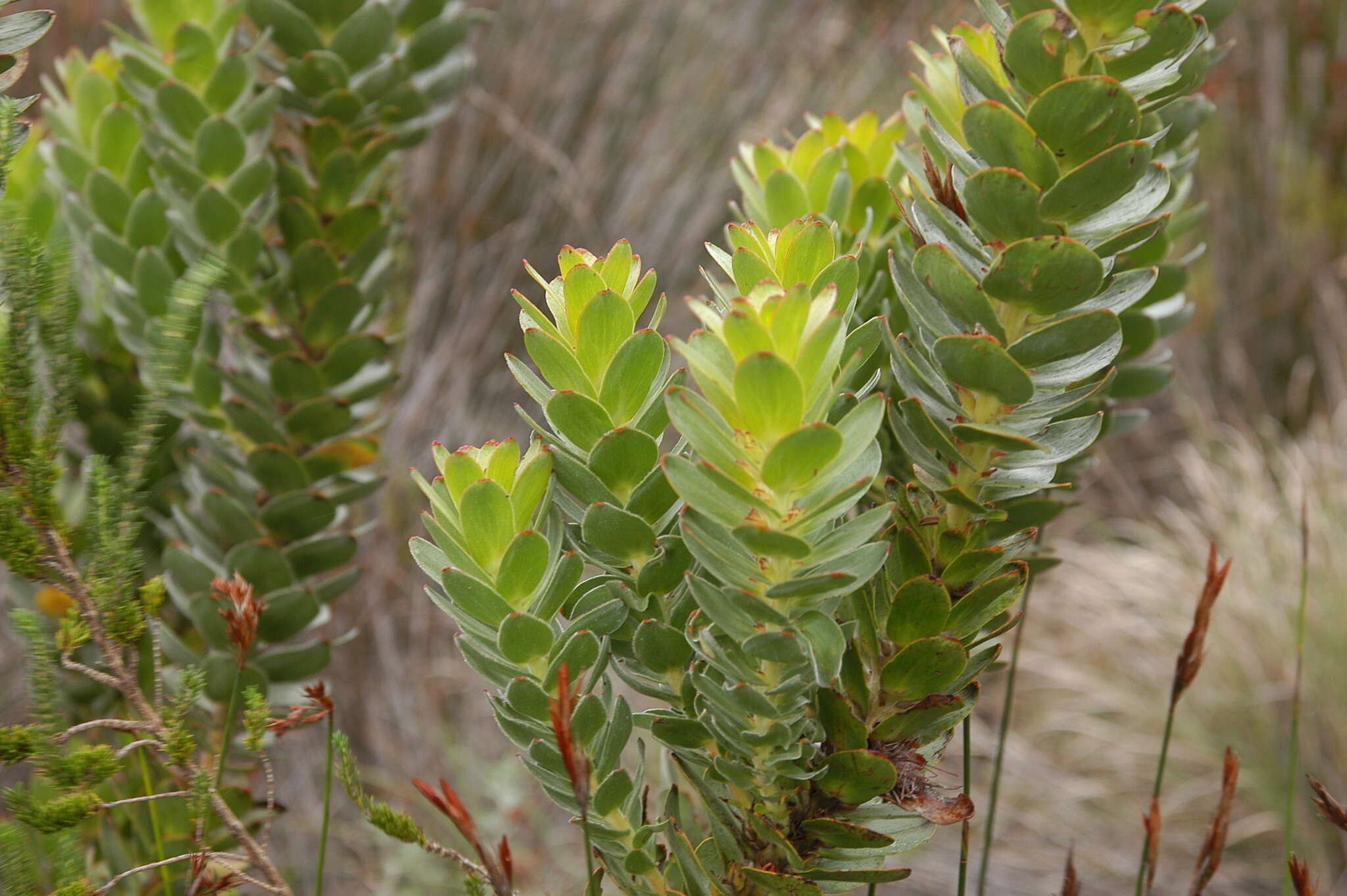 Imagem de Mimetes saxatilis Philips