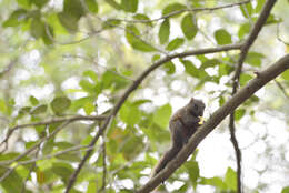 Image of Pallas's Squirrel