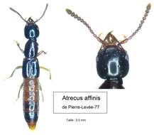 Image of Atrecus affinis (Paykull 1789)