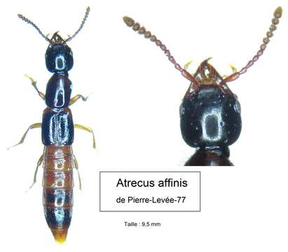 Image of Atrecus affinis (Paykull 1789)