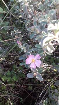 Imagem de Cistus parviflorus Lam.