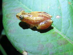 Image of Pickersgill's Banana Frog