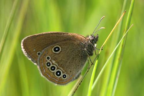 Image of Coenonympha oedippus rhenana Gradl 1933