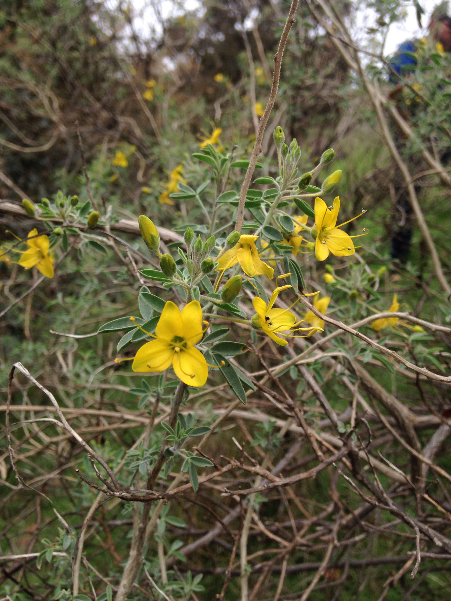 Imagem de Cleomella arborea var. globosa (Coville) J. C. Hall & Roalson