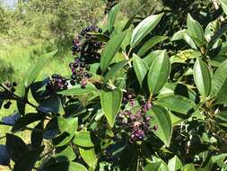 Image of Miconia ligustroides (DC.) Naud.