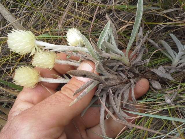 Imagem de Helichrysum swynnertonii S. Moore