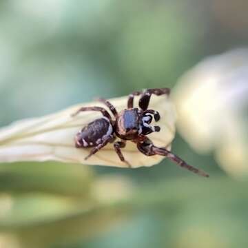 صورة Metaphidippus manni (Peckham & Peckham 1901)