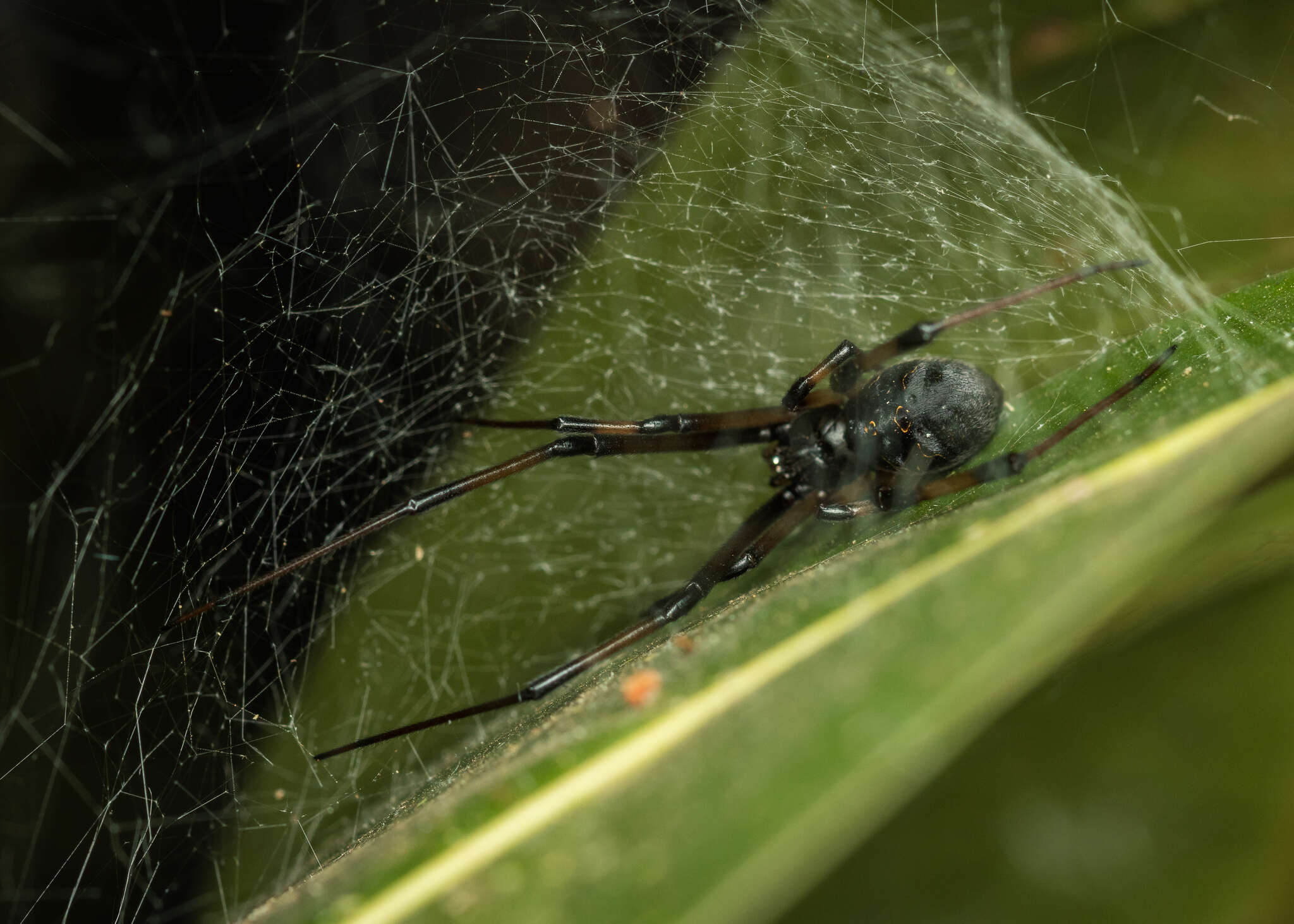 Latrodectus obscurior Dahl 1902的圖片