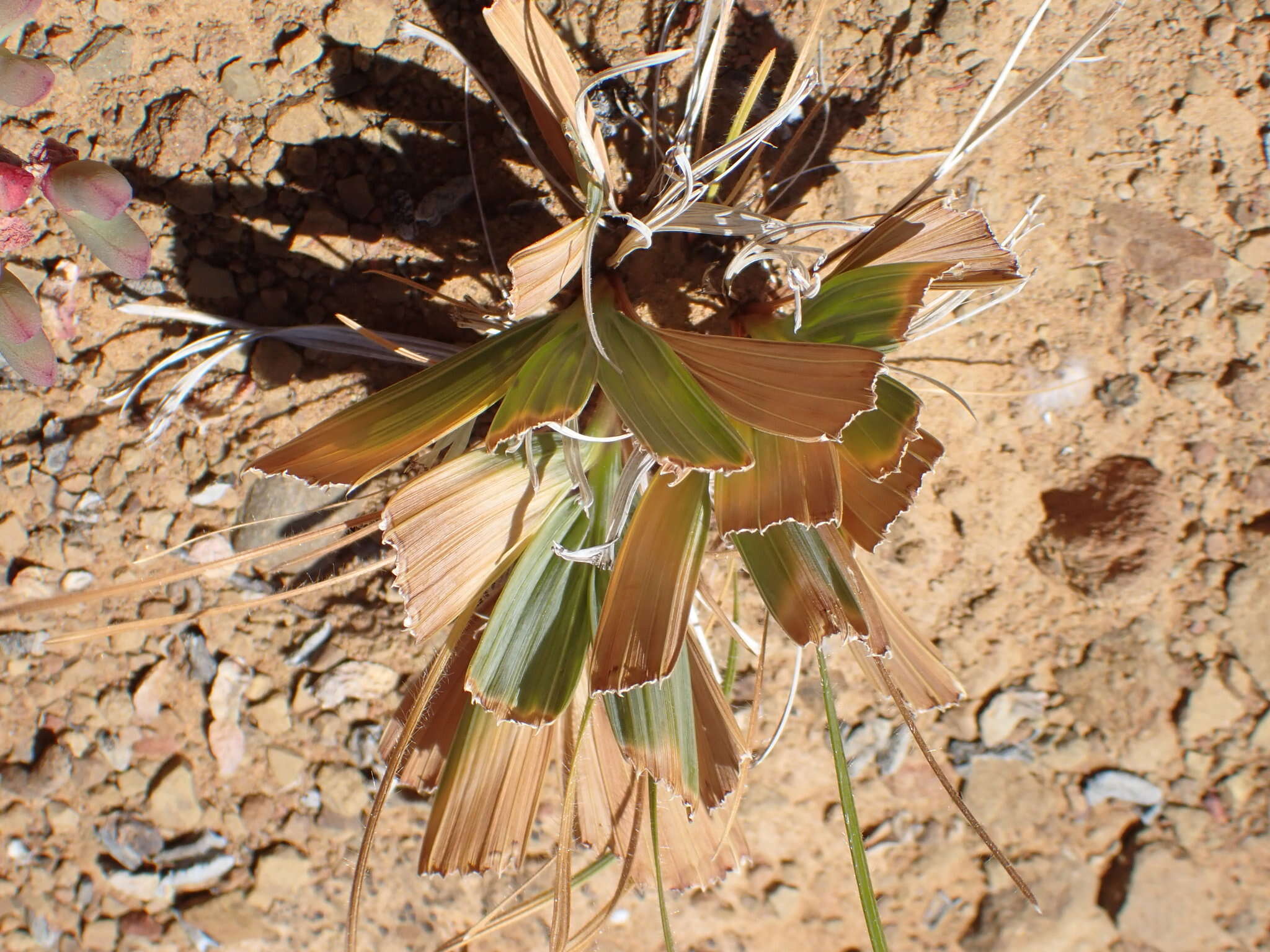 Image of Babiana cuneata J. C. Manning & Goldblatt