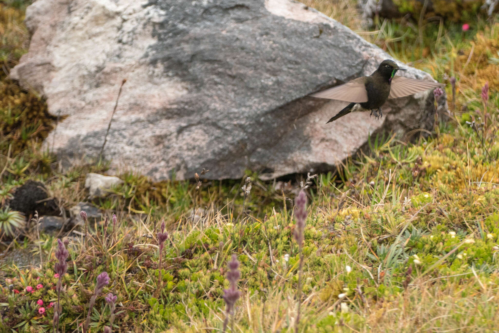 Image of Blue-mantled Thornbill