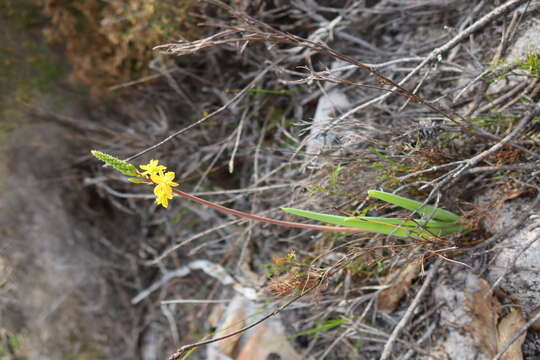 Plancia ëd Bulbine praemorsa (Jacq.) Spreng.