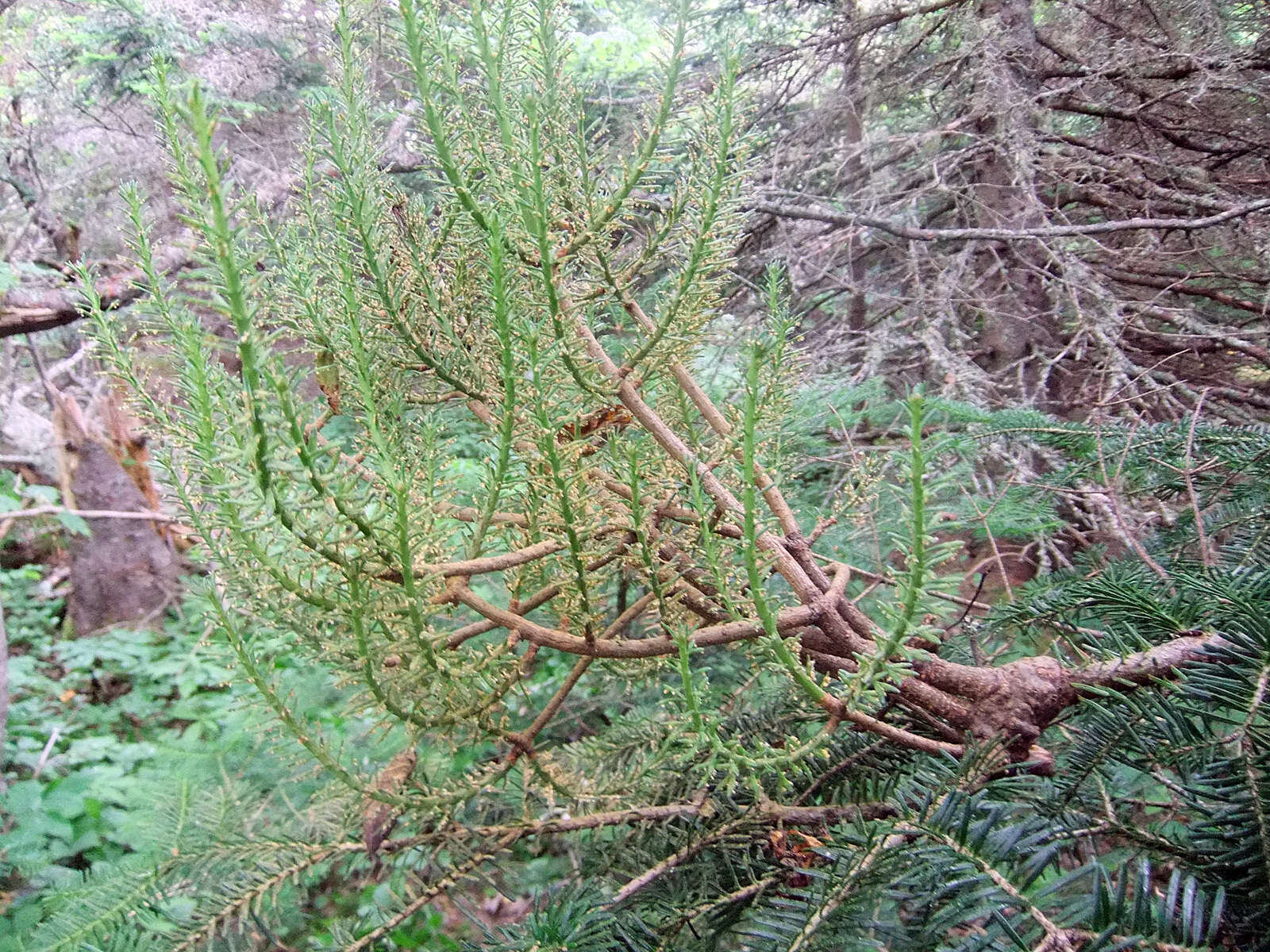 Image of Melampsorella caryophyllacearum (DC.) J. Schröt. 1874