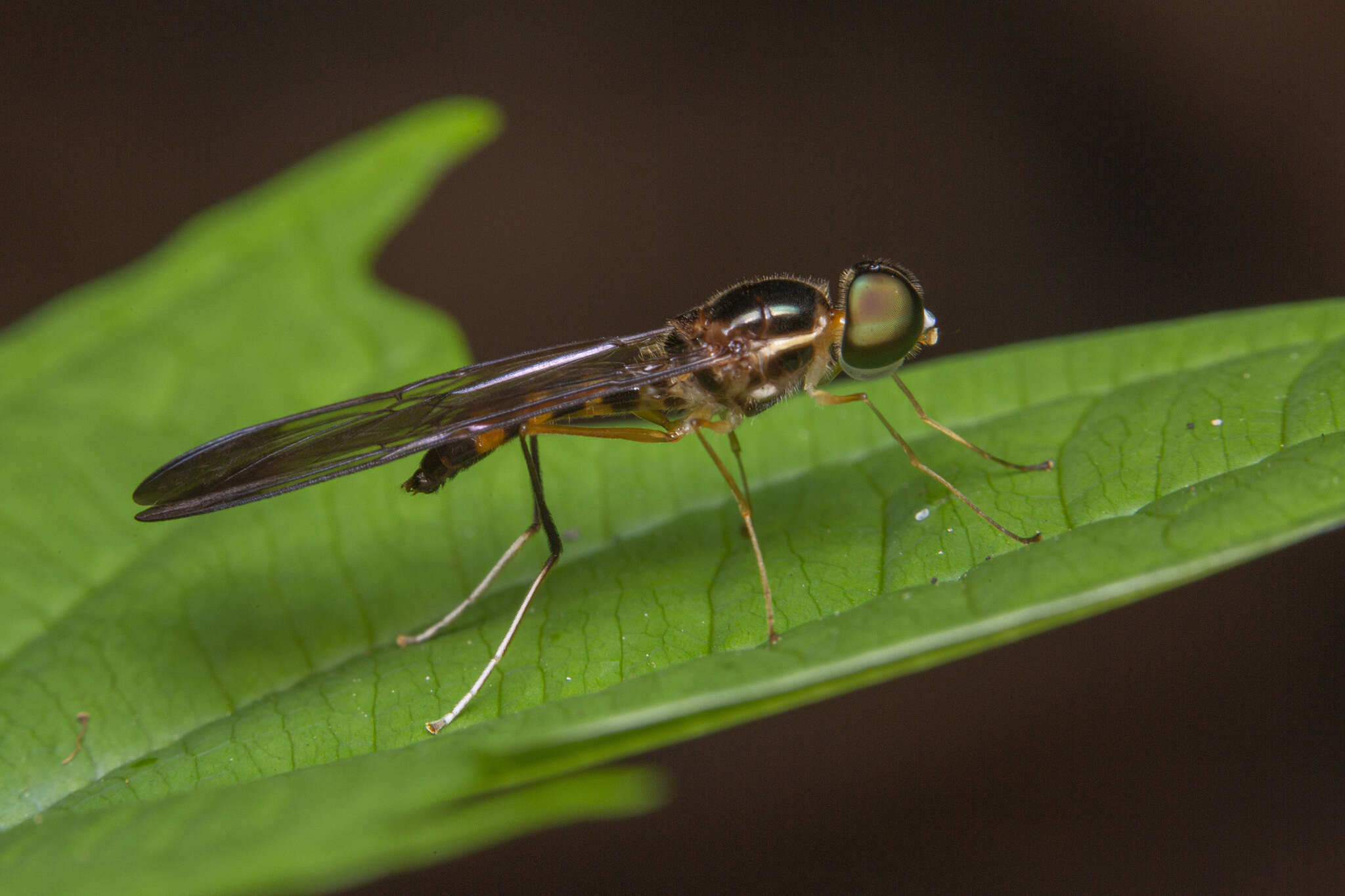 Plancia ëd Ptecticus longipennis Wiedemann 1824