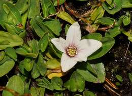 Caltha introloba F. Müll. resmi