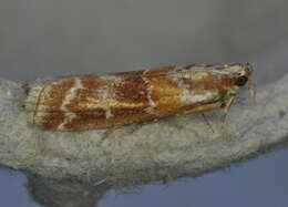 Image of Zimmerman Pine Moth