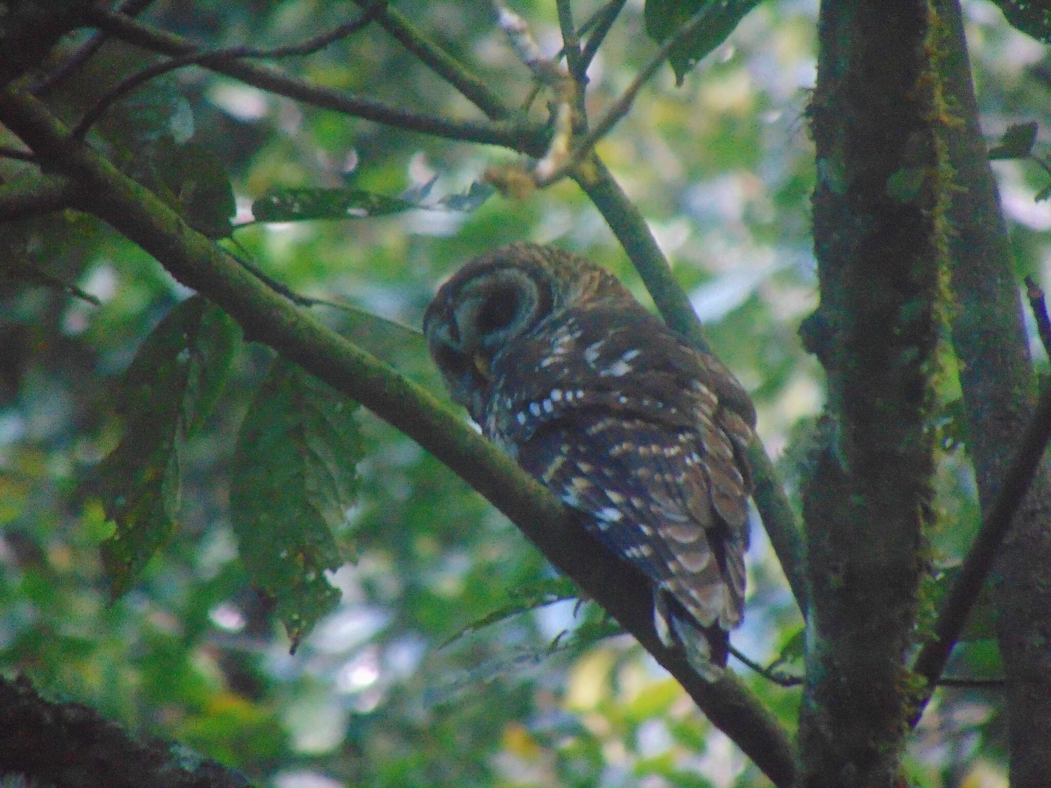 Image of Fulvous Owl