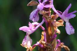 Image of Long-spurred orchid