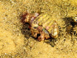 Image of Banded eyestalk hermit crab