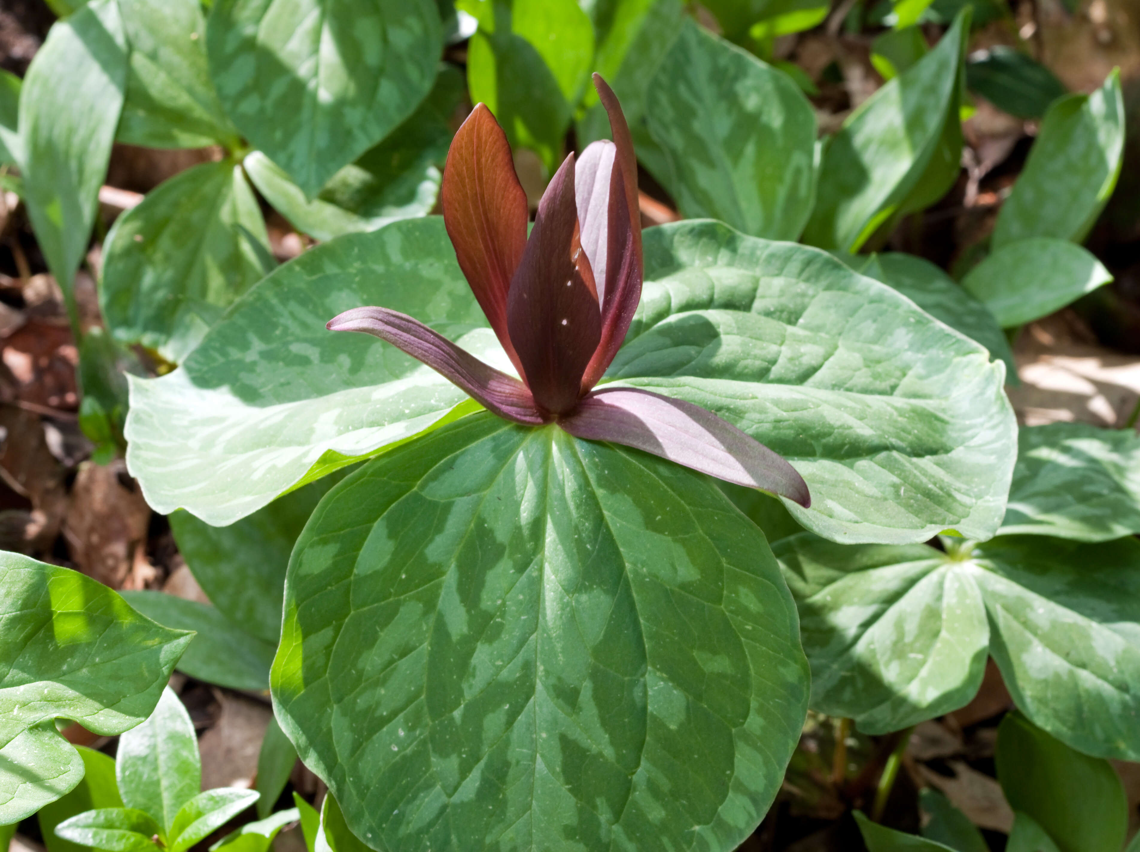 Imagem de Trillium cuneatum Raf.