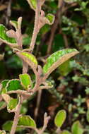 Image of Pomaderris paniculosa subsp. paralia N. G. Walsh