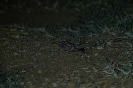 Image of Dusky Nightjar