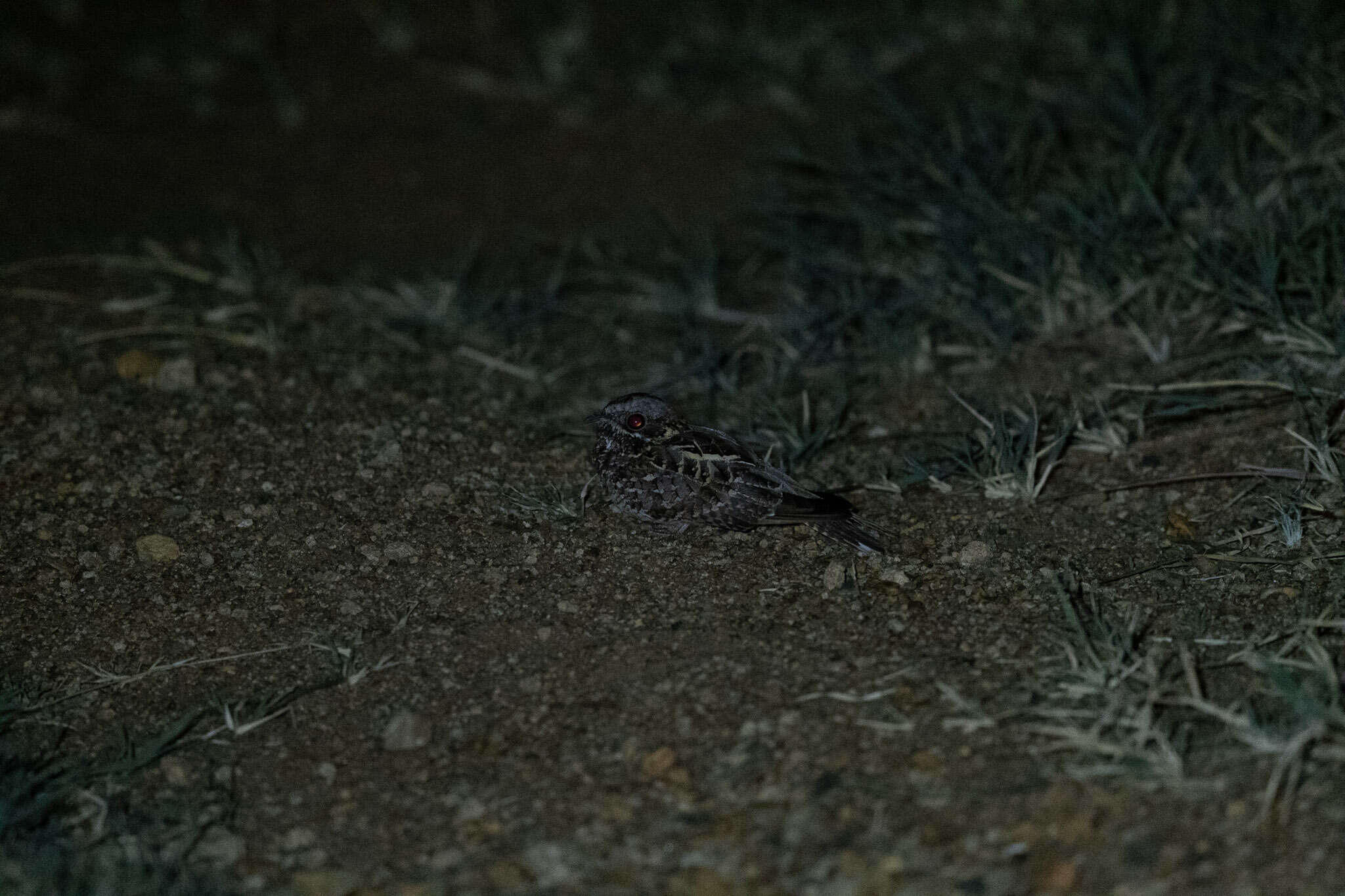 Image of Dusky Nightjar