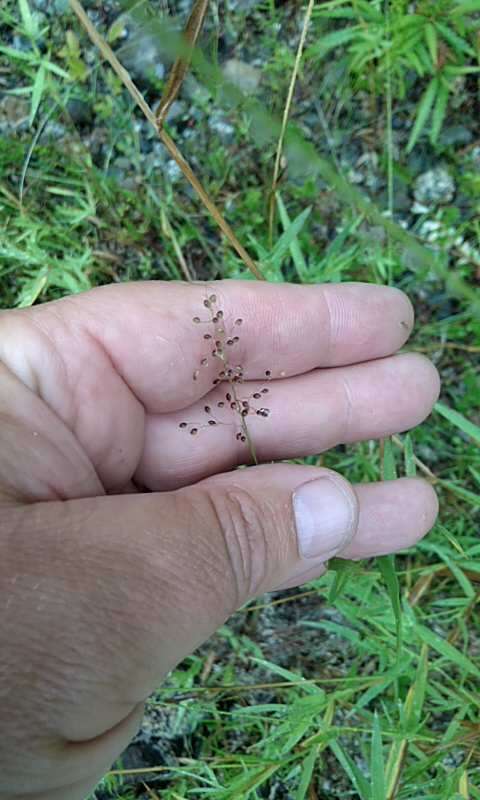 Panicum acuminatum var. densiflorum (E. L. Rand & Redfield) Lelong的圖片