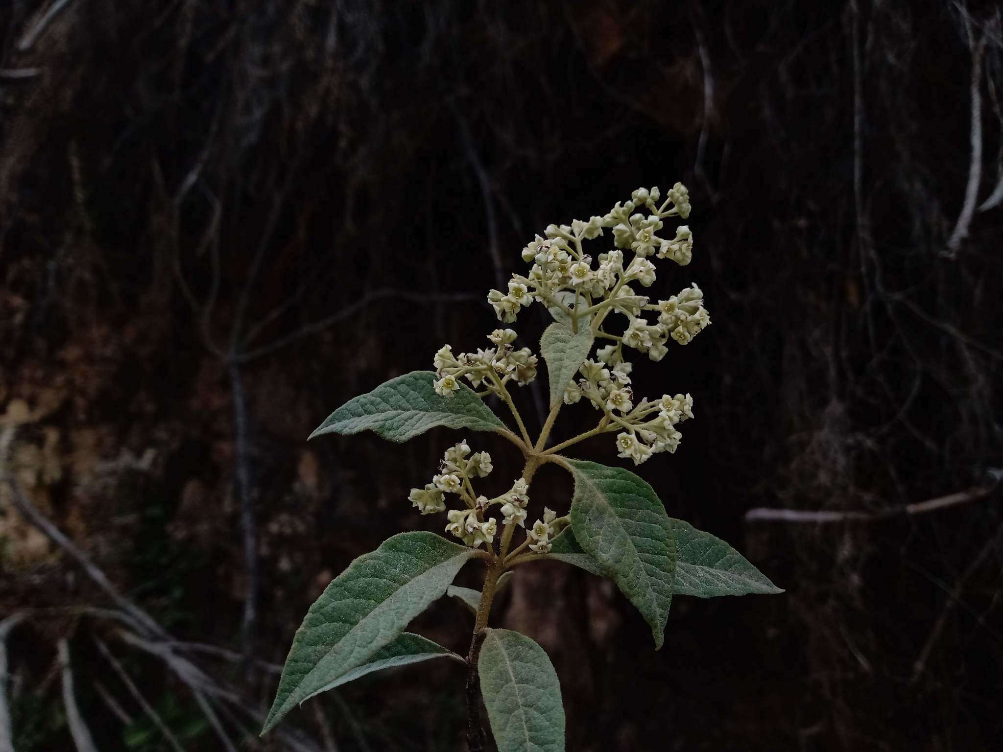 Image of Buddleja parviflora Kunth