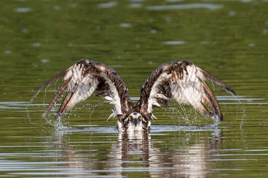 Image of ospreys