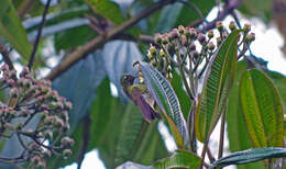 Metallura tyrianthina (Loddiges 1832) resmi