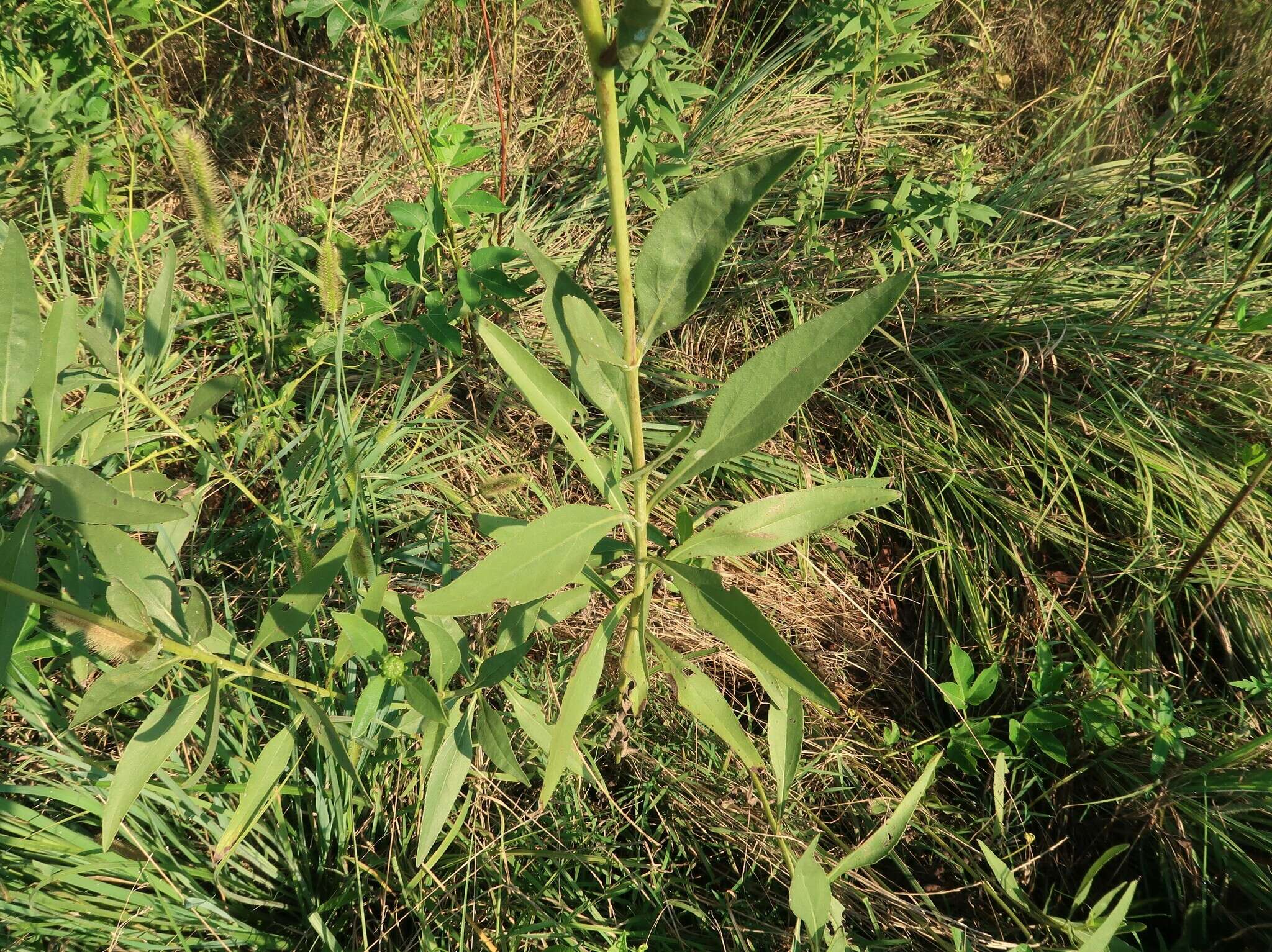 Image of stiff sunflower