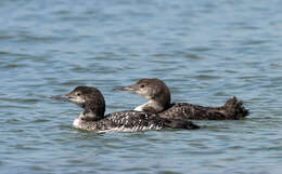 Image of loons