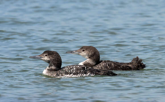 Image of loons