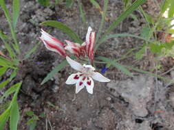 Babiana tubulosa (Burm. fil.) Ker Gawl. resmi