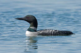 Image of loons