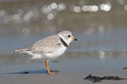 Image of Piping Plover